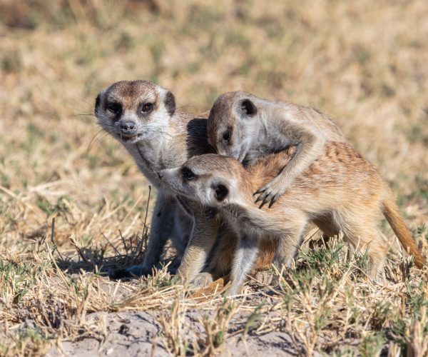 SUR LES PISTES DU BOTSWANA (2)