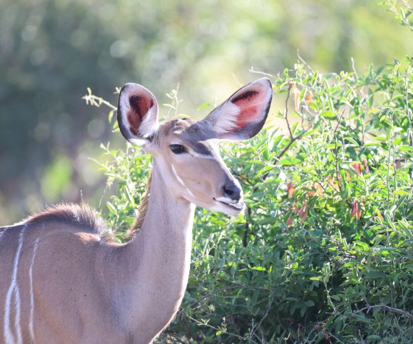 SUR LES PISTES DU BOTSWANA (7)
