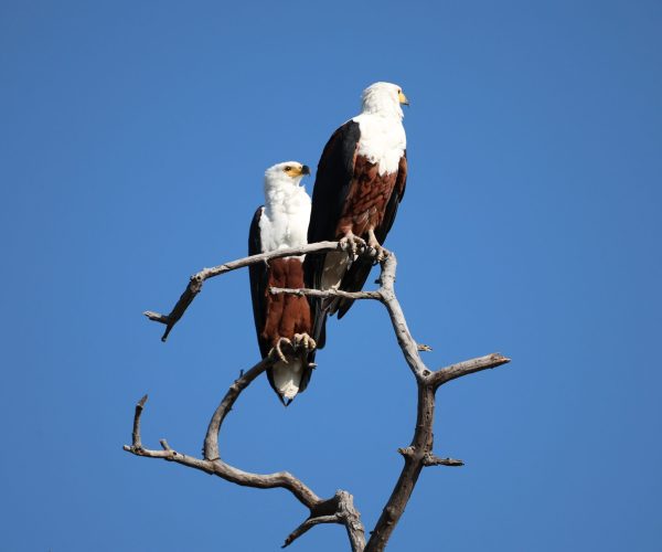 SUR LES PISTES DU BOTSWANA (9)