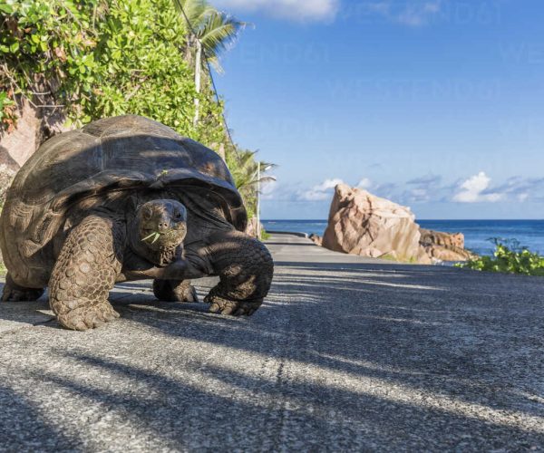 Seychelles, La Digue, Aldabra giant tortoise, Aldabrachelys gigantea