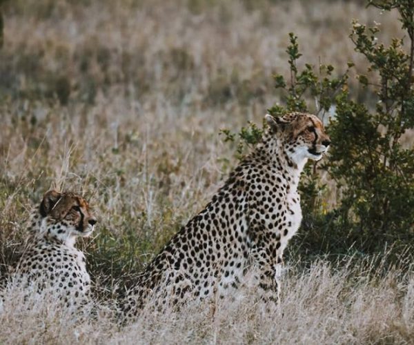 Safaro-qqo08c77e47euxdnc5i1rqself5gph2upmyr0ekwho