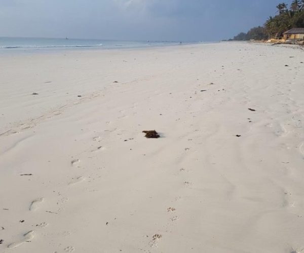 TEMBO-SAFARI4-qqnzvdz98ah6wc6uyjz3f0fryazenlnzljdwz5s67w