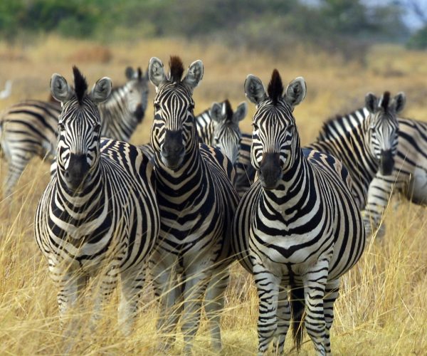 THE JUNGLE SAFARI (1)