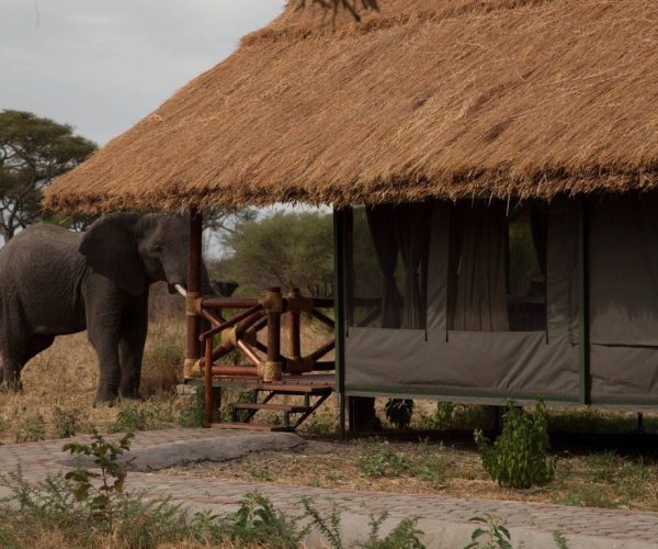 Tarangire-Simba-Lodge-11