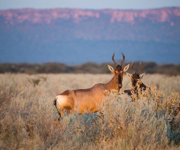 Red,Hartebeest,Standing,In,Grass,Against,Waterberg,Plateau,,Namibia