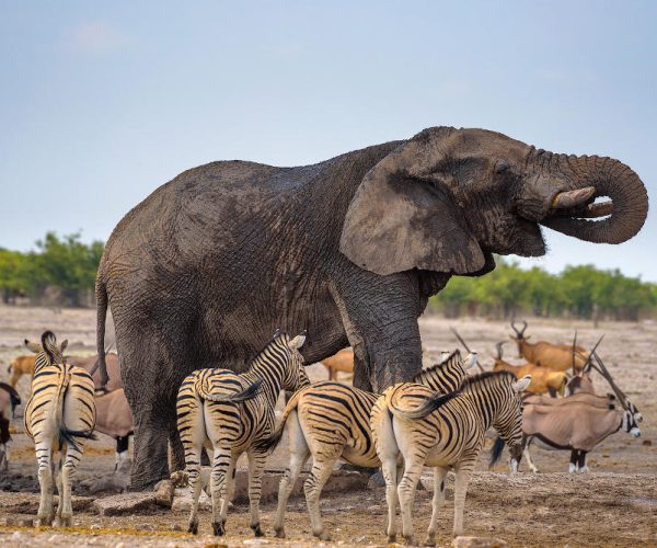 African elephant drinks water at a waterhole in Etosha National Park, Namibia, surrounded by zebras. Etosha is known for its waterholes overfilled with wild animals drinking water.
