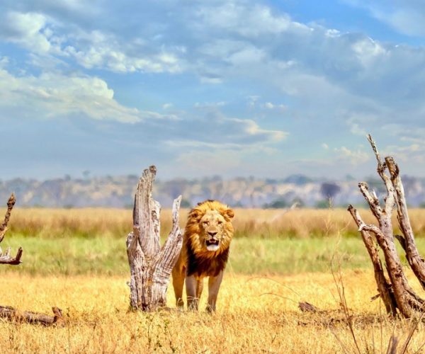 Terres de Contrastes Du Namib aux Rives du Chobe (1)