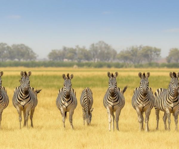photo from our tour 8-Night Botswana Safari: Chobe, Savute, Moremi