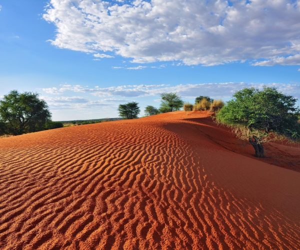 Terres de Contrastes Du Namib aux Rives du Chobe (6)