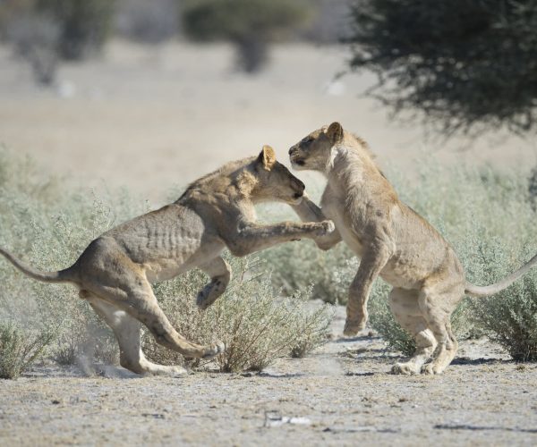 Terres de Contrastes Du Namib aux Rives du Chobe (8)