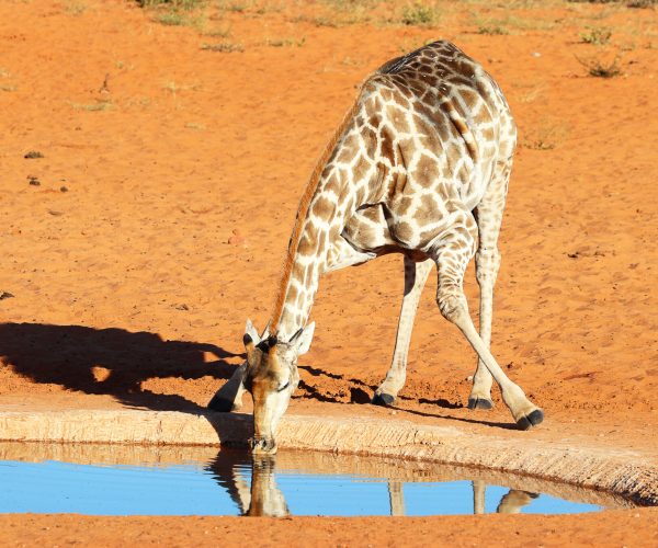 Terres de Contrastes Du Namib aux Rives du Chobe (9)