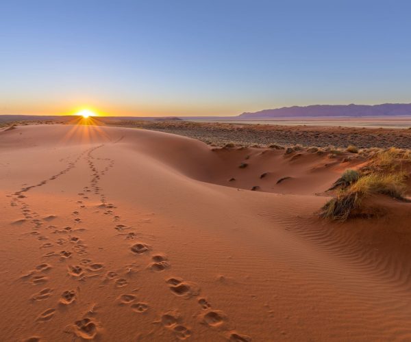 Oryx tracks to sunset