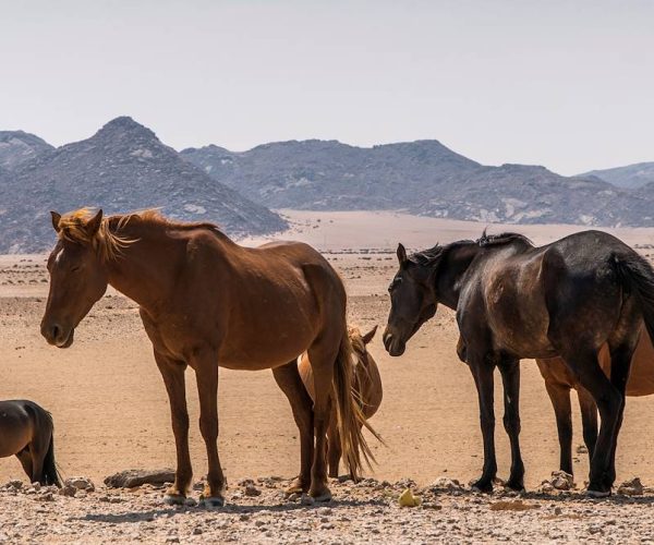 UN EXTRAORDINAIRE VOYAGE EN NAMIBIE (2)