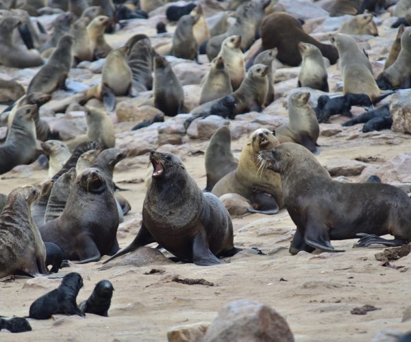 UN EXTRAORDINAIRE VOYAGE EN NAMIBIE (3)