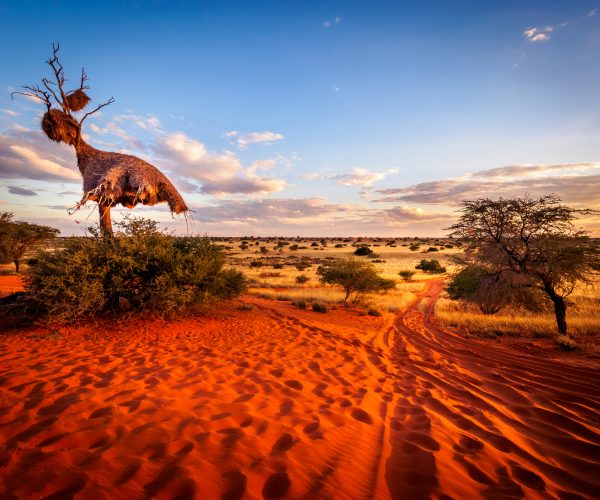 UN EXTRAORDINAIRE VOYAGE EN NAMIBIE (6)