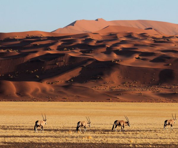 VISIONS AUSTRALES (5)
