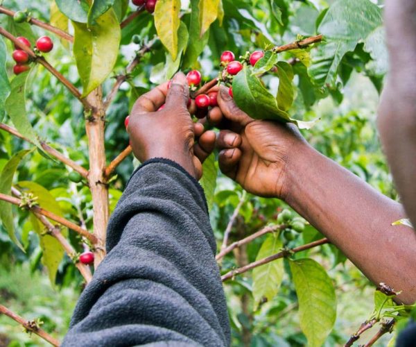 Visite-de-plantation-de-cafe-