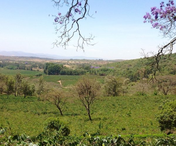 Visite-de-plantation-de-cafe-1-scaled