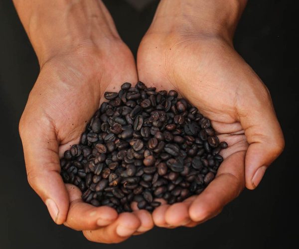 Visite-de-plantation-de-cafe-2