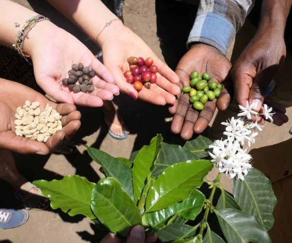 Visite-de-plantation-de-cafe-4