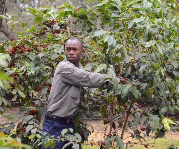 Visite-de-plantation-de-cafe