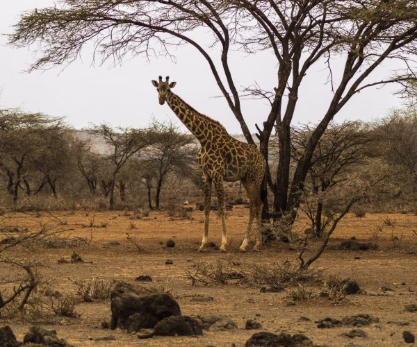 ZEBRA-SAFARI-4
