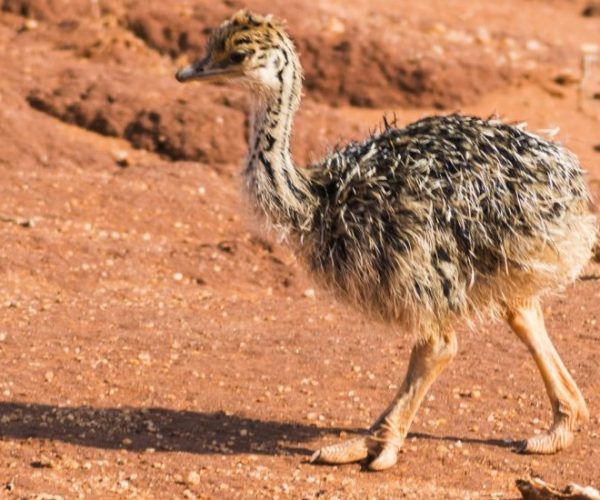 ZEBRA-SAFARI-5-qqnzw4aqjnh7xf4movcnctsol3don4kh15niewp5do