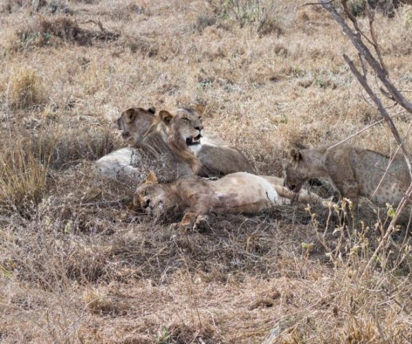 ZEBRA-SAFARI-8-qqnzw823azmd7uz62wz5msuiymv5hwzedo9gc0jkos