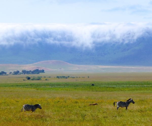 africa-3965536_1920