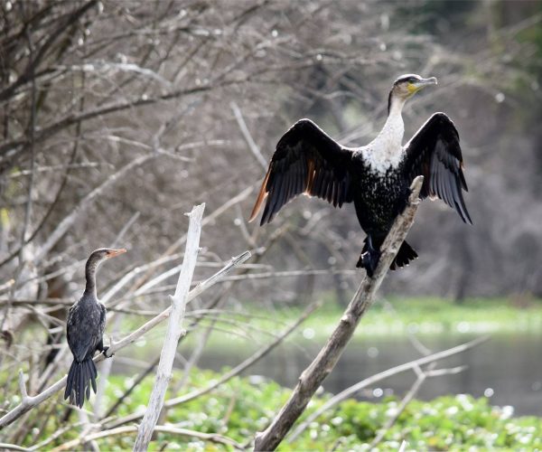 africa-gcba42a816_1920