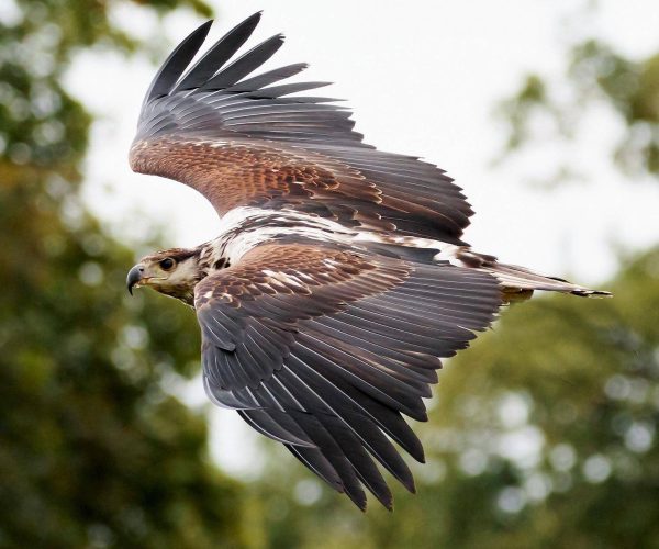 african-fishing-eagle-g84c551a45_1920