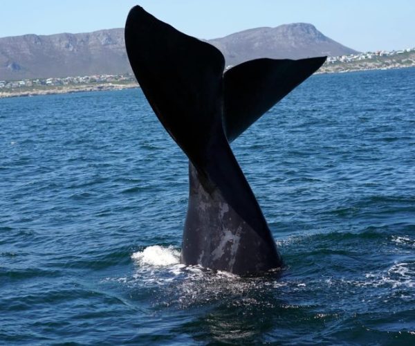 afs-cpt-et-environs-10-1-qqnzwwhw8ojtlpzo47jgfmoienip21of5182t7jc70