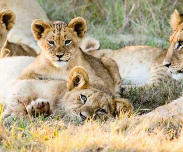 afs-cpt-et-environs-20-qqnzwzbet6nokjvknqrc53yw6t4sp4zm5f6j91f5oc