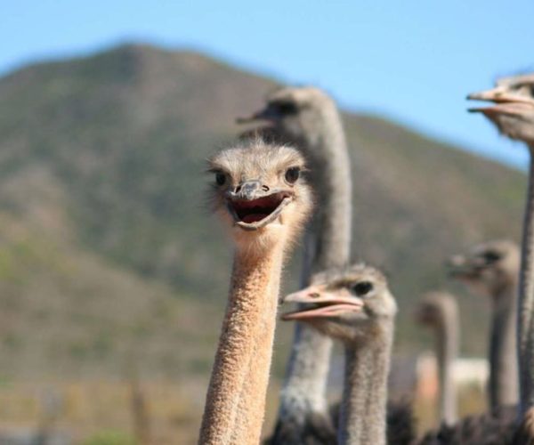 afs-cpt-et-environs-4-qqnzwvk21uija4119p4tv4x1t9nbuckoswklbxkqd8