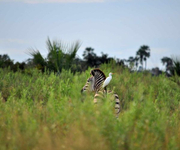 Moremi Game Reserve, Botswana