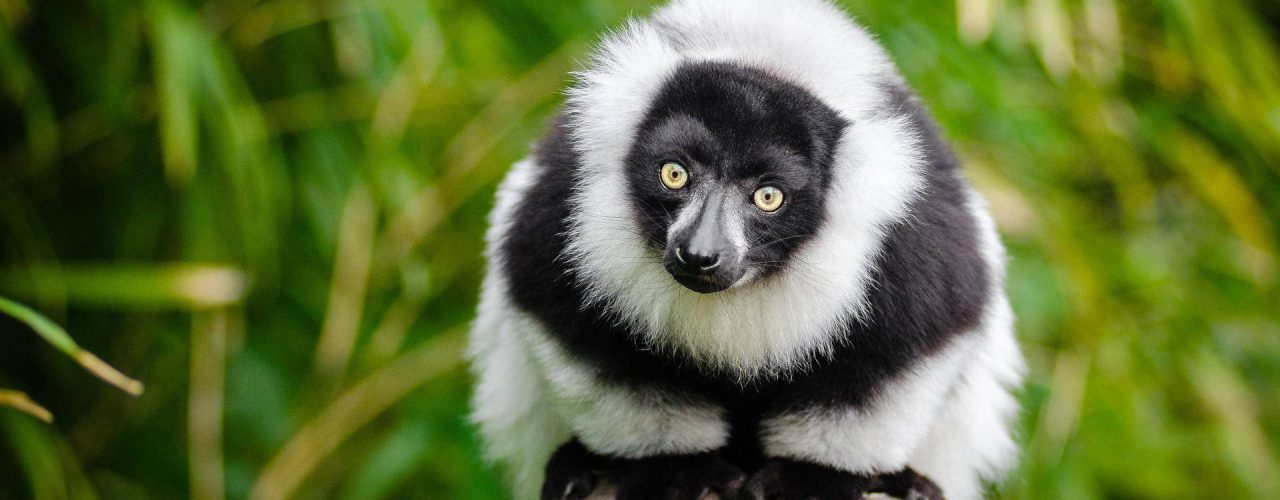 animal-g0c13d8154_1920