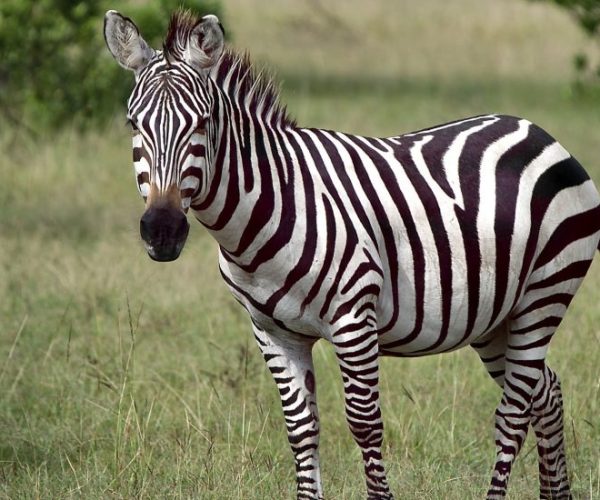 animal-gbc94e02ef_1920-qqnzxjzuzjfznz1jazp4nyr19aaveh9pk9j7t4khvg