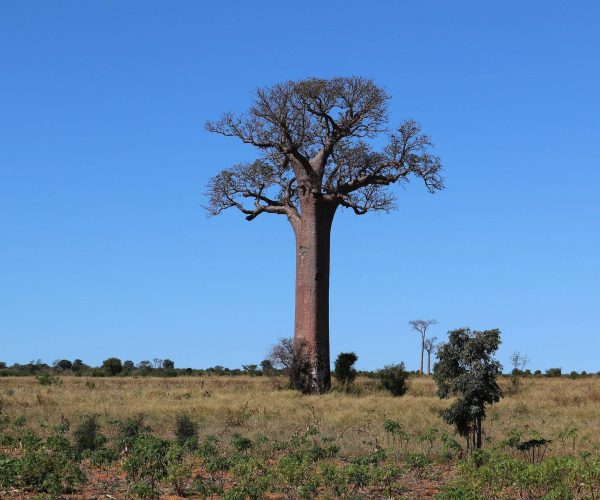 baobab-g21377f9c0_1920