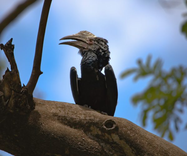 bird-7620375_1920