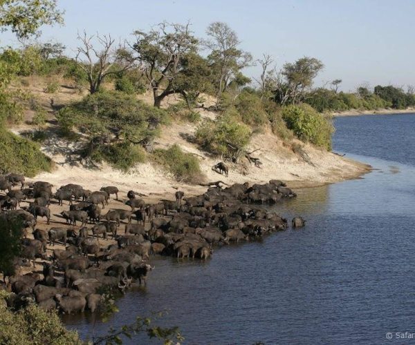 chobe-elephant-camp-8