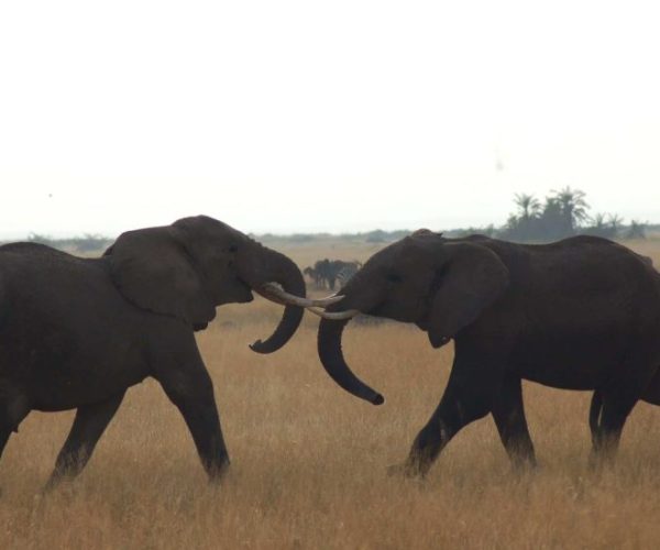 chui-safari-11-scaled-qqnzyoex5ezbj7etqz6356jusurnlgq61tl3g0wkfw