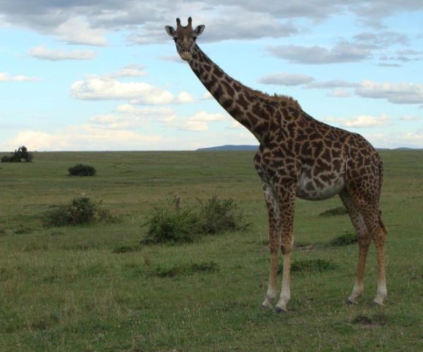 chui-safari-12-scaled-qqnzypcrc90lutdglhkppobbe8n0t5twdy8kxav69o