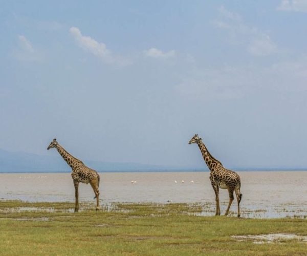 chui-safari-13-qqnzyqalj31w6fc3fzzca62rzmie0uxmq2w2ekts3g