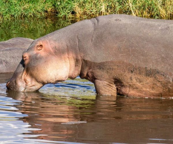 chui-safari-14-qqnzyr8fpx36i1aqaidyunu8l0dr8k1d27jjvusdx8