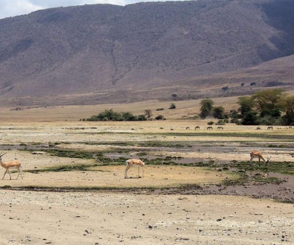 chui-safari-9-qqnzymj8rqwqvzhk1ycu070xm30x62ipdka4hgzcsc