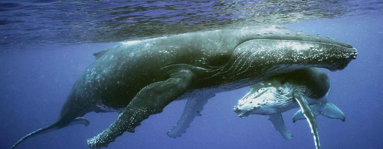 ec1dde481da53911ce228f21fcfcefb8987c4081