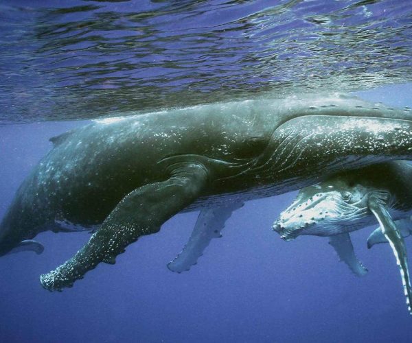 ec1dde481da53911ce228f21fcfcefb8987c4081