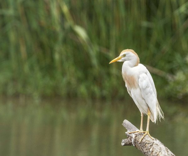 egret-ga681d7b3a_1920