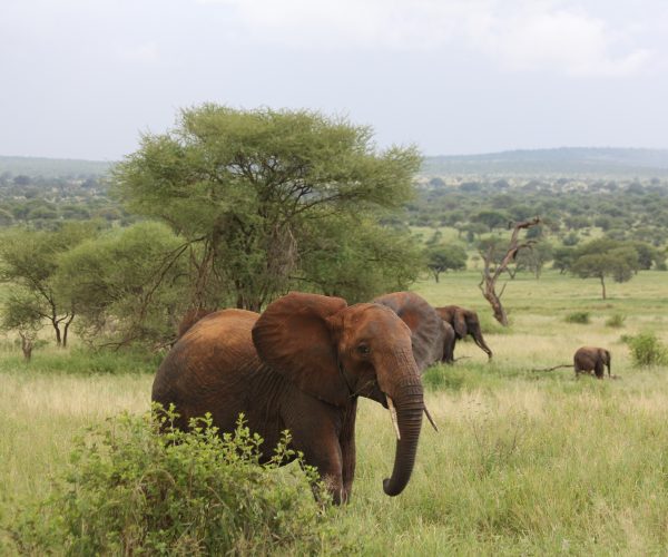 elephant-222965_1920