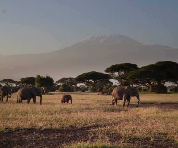 elephants-279992_1920